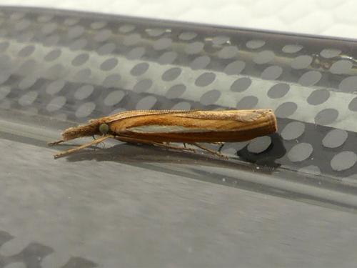Agriphila tristella
